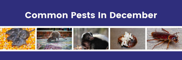 Common Pests In December
