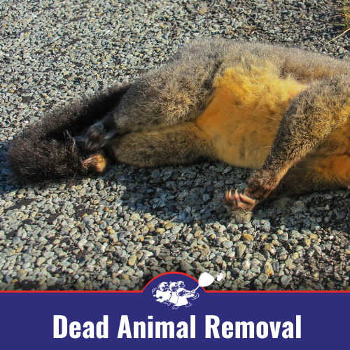 Dead Animal Removal
