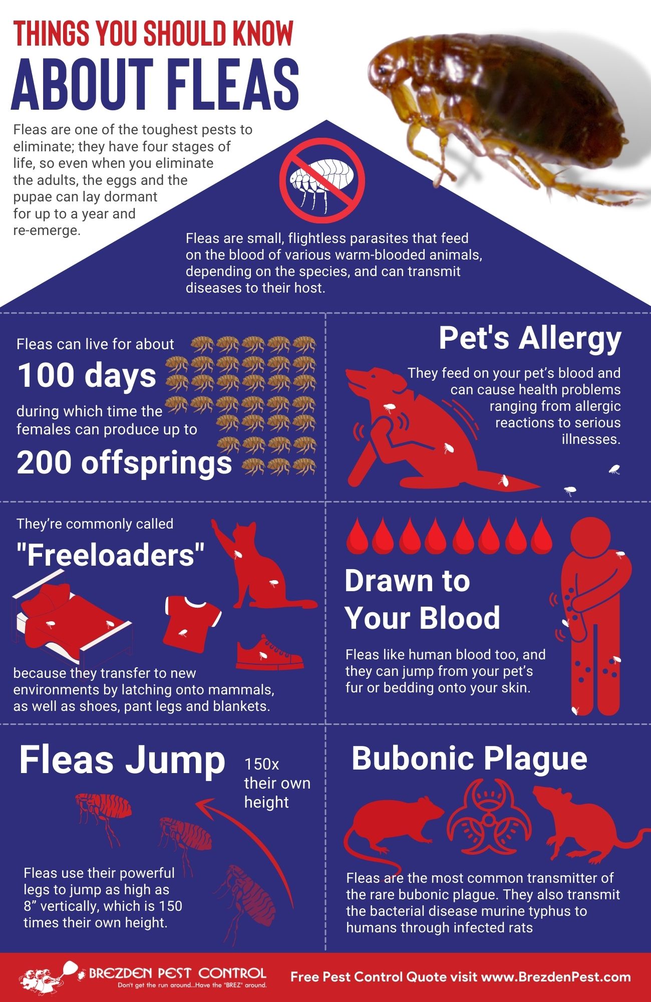 Fleas Infographic Brezdenpestcontrol