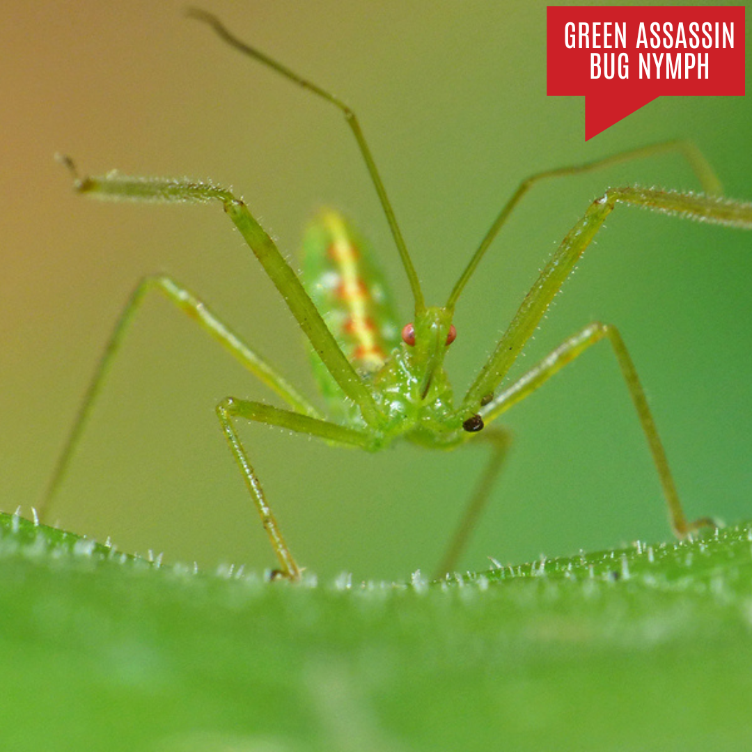 Green Assassin Bug Nymph