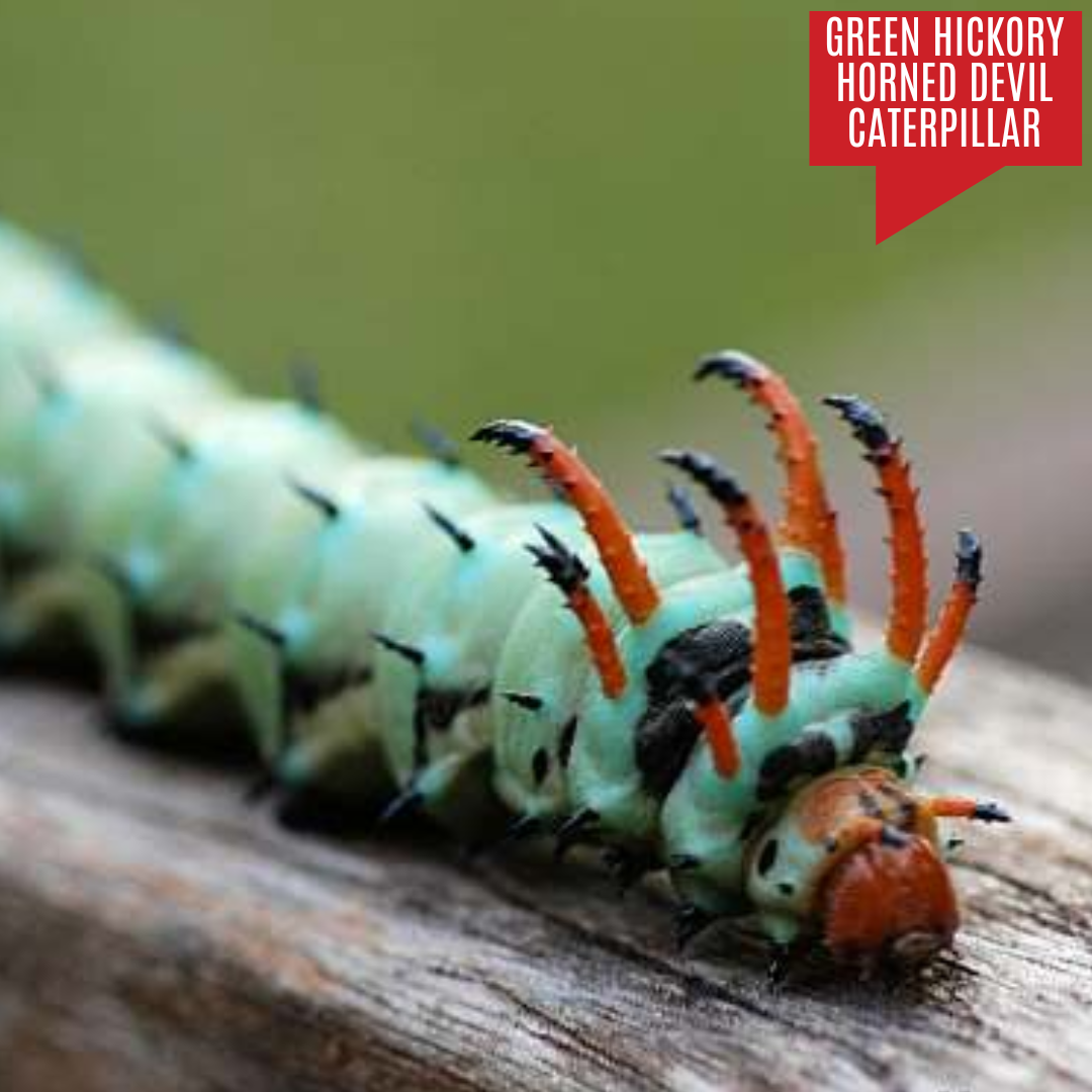 Green Hickory Horned Devil Caterpillar