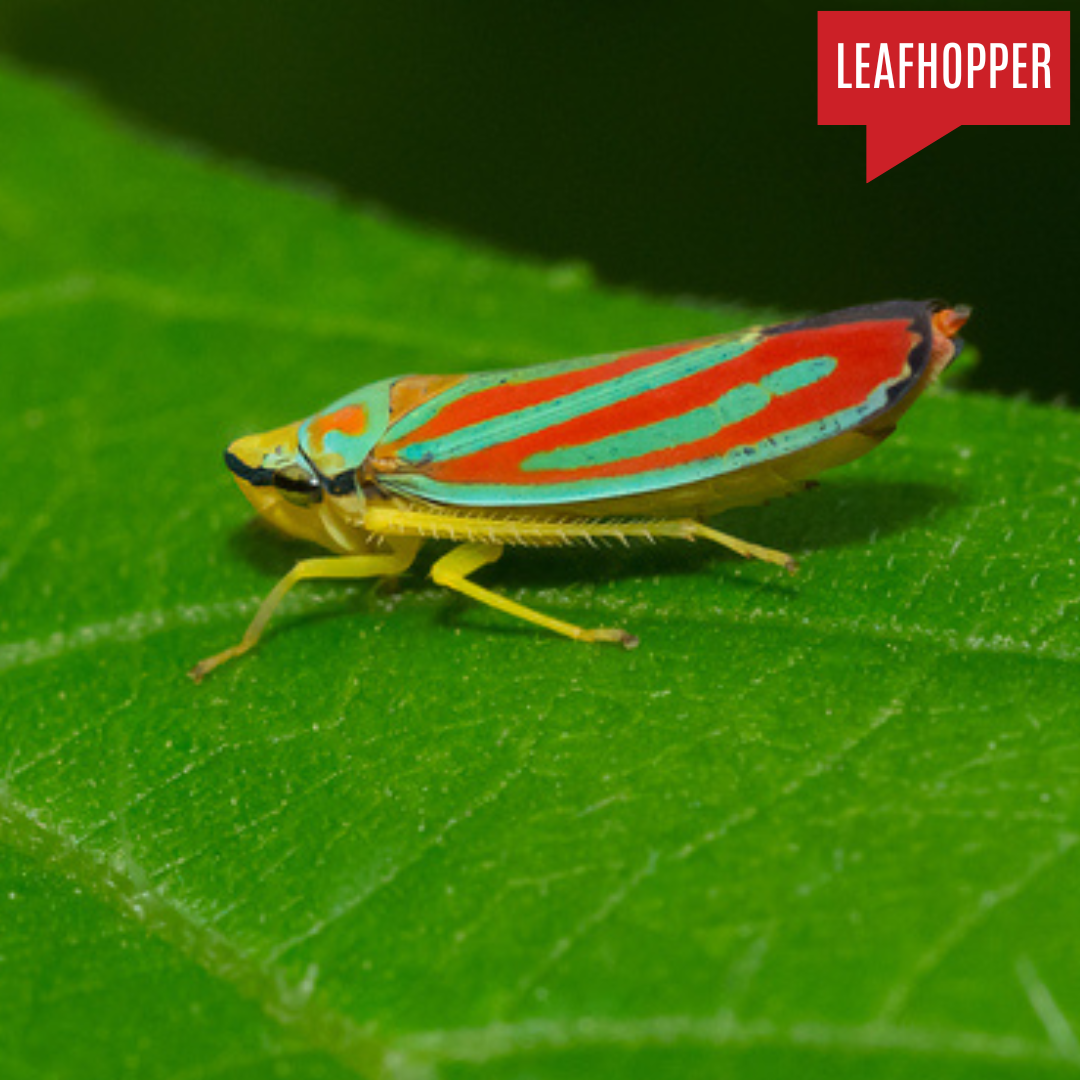 Leafhopper