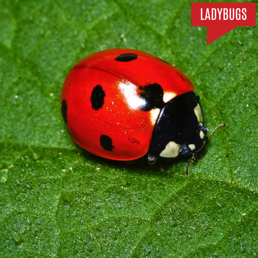 Ladybugs