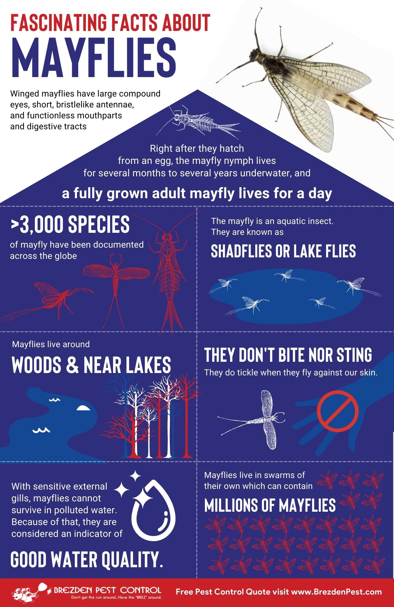 Mayflies Infographic Brezdenpestcontrol