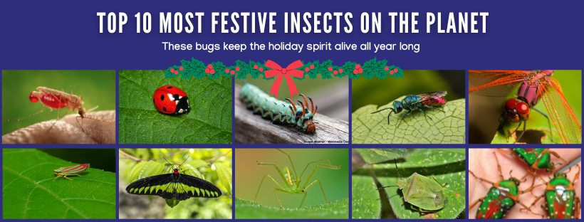 Top 10 Most Festive Insects on the Planet