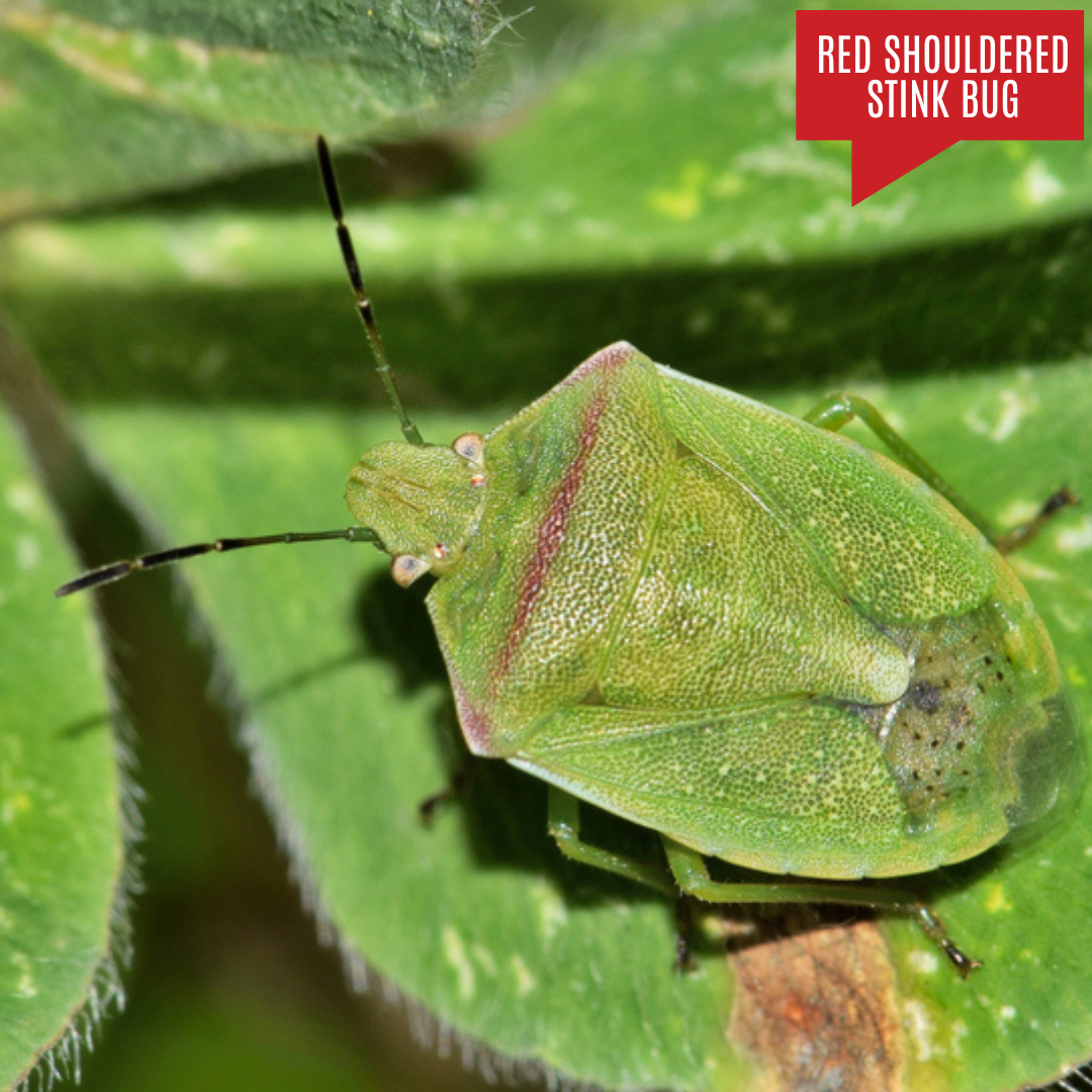 Red Shouldered Stink Bug