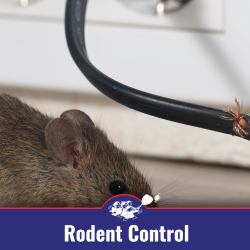 Rodent Control