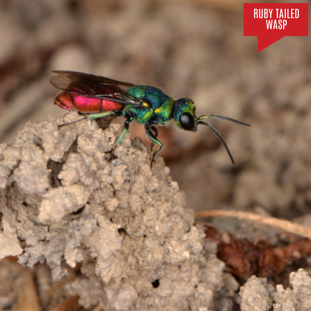 Ruby Tailed Wasp