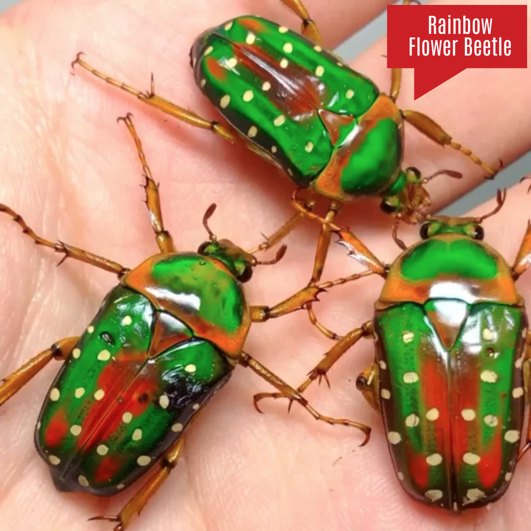 Rainbow Flower Beetle