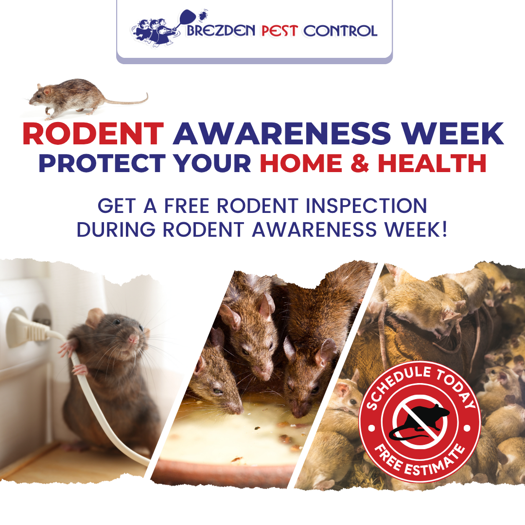 Social Rodentawareness Brezdenpc Kh