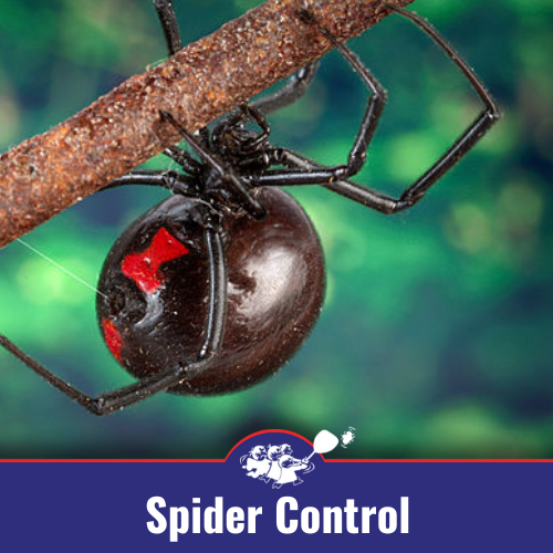 Spider Control