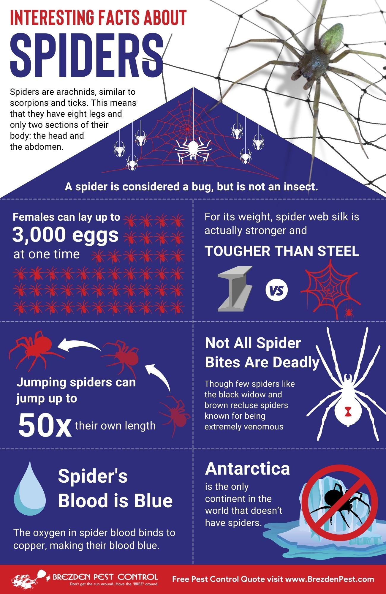 Spider Infographic Brezdenpestcontrol