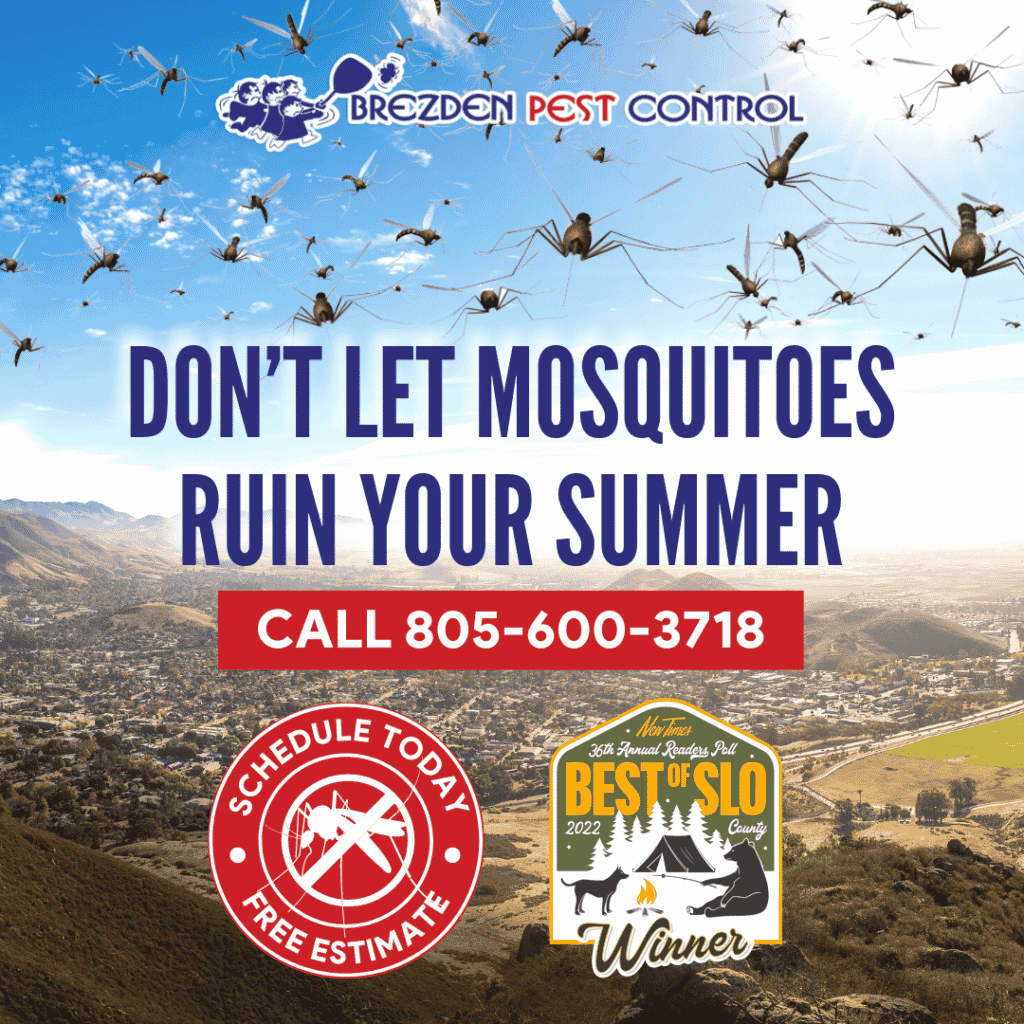Summer Pest Control In Slo County