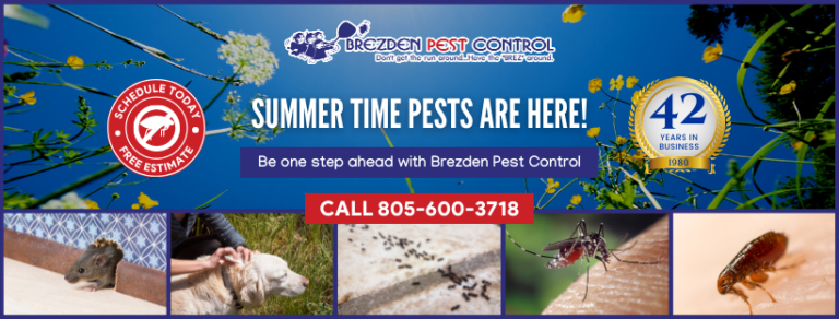 Summer Pest Control In SLO County