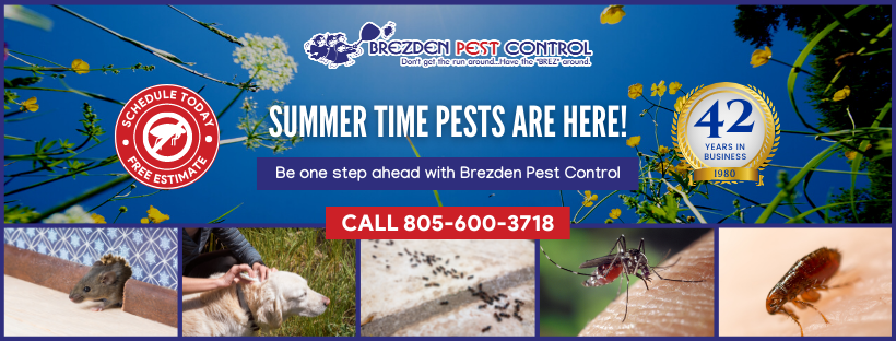 Summer Pest Control In Slo County