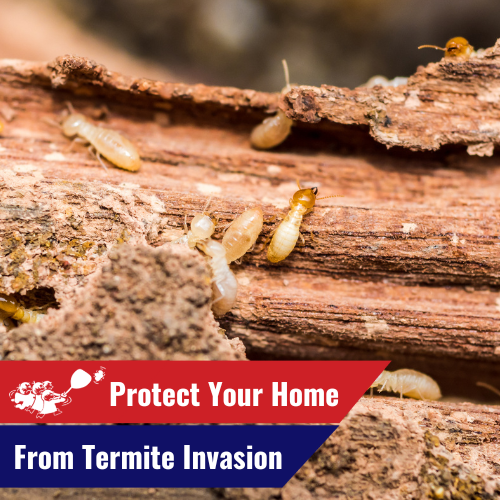 Termite Damage Repair Professional