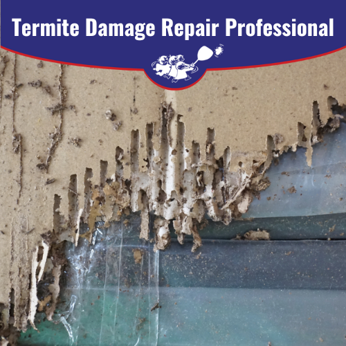 Termite Damage Repair Professional