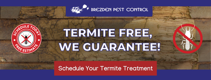 Termite Inspections For SLO County Homeowners