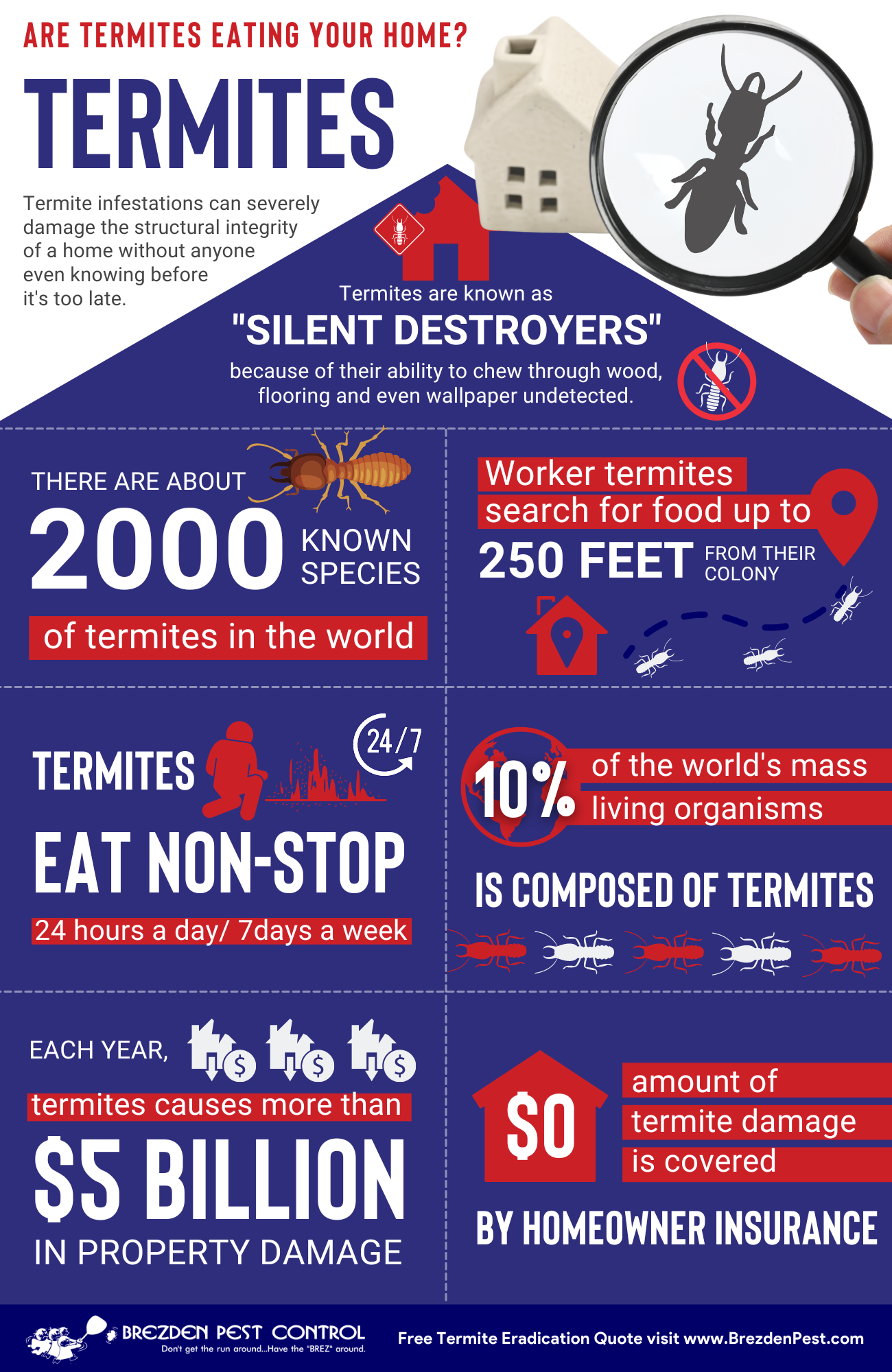 Termites Infographic