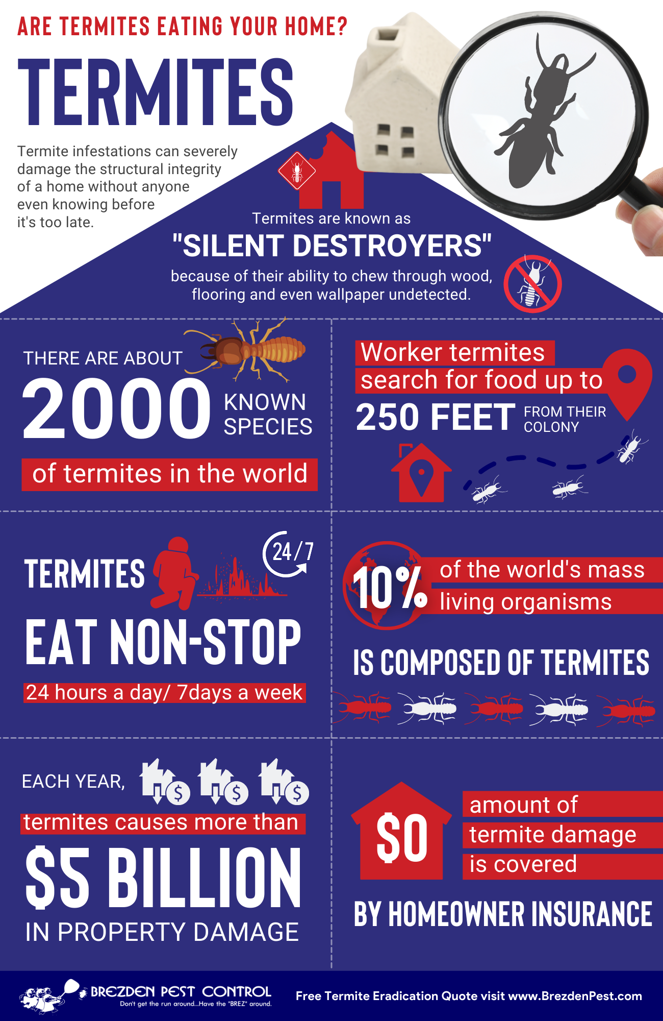 Termites Infographic