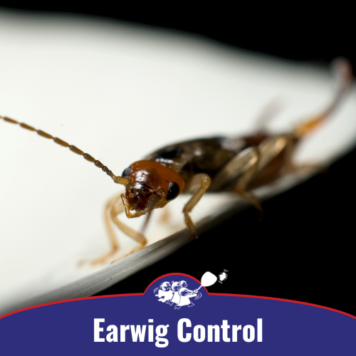 Earwig Control