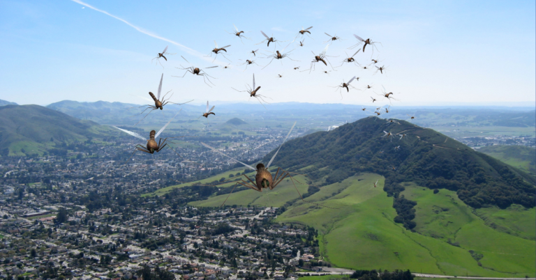 Mosquito Control In SLO County