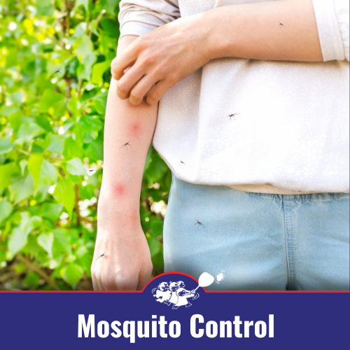 Mosquito Control San Luis Obispo