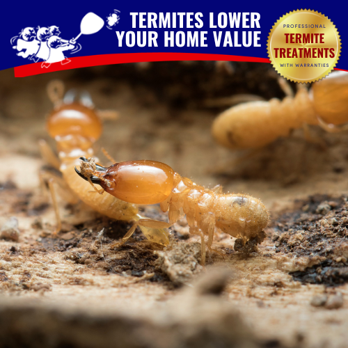 Termites