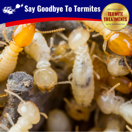 Termites